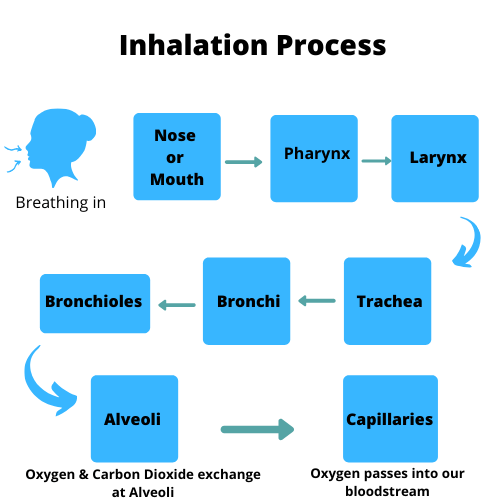respiratory system function