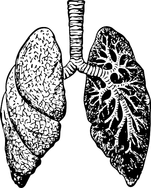 respiratory system function