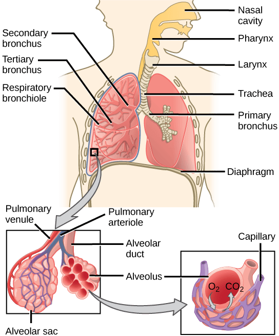 respiratory system function