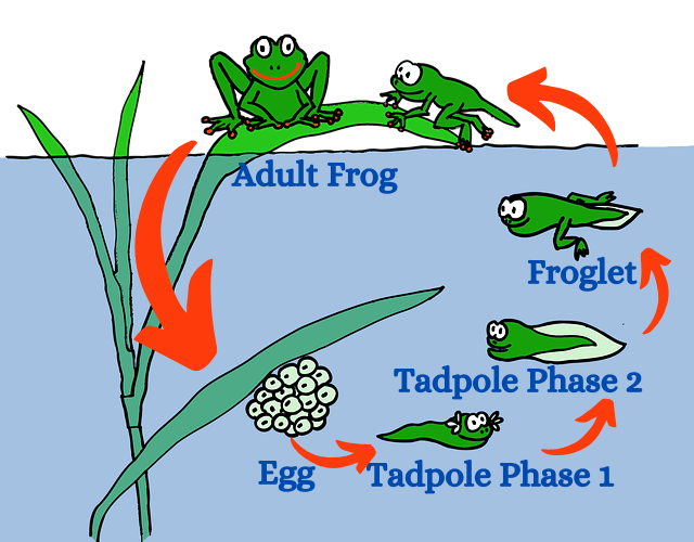 life_cycle_of_a_frog
