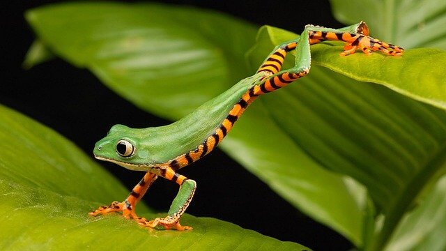 life_cycle_of_a_frog