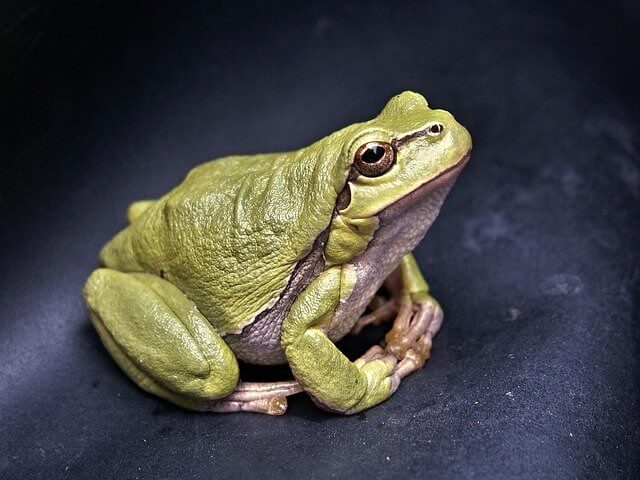 life_cycle_of_a_frog