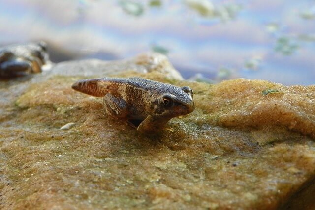 life_cycle_of_a_frog
