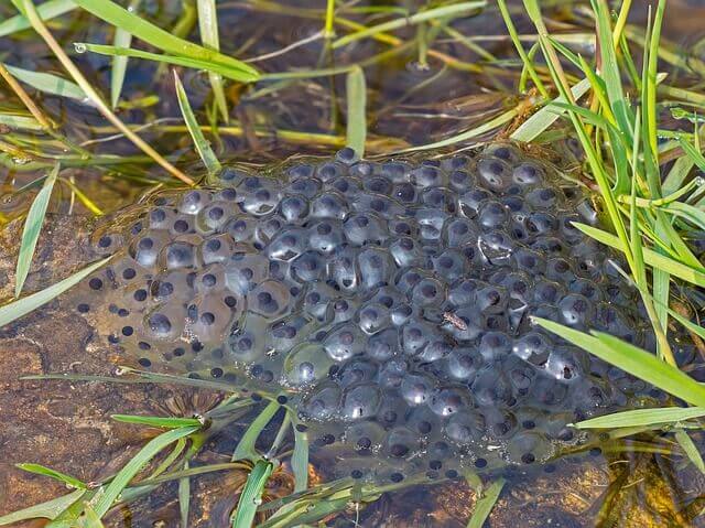 life_cycle_of_a_frog