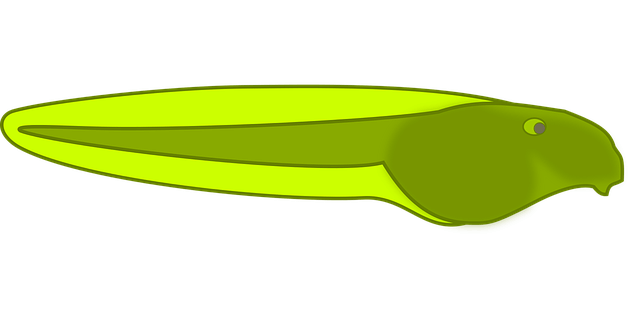life_cycle_of_a_frog