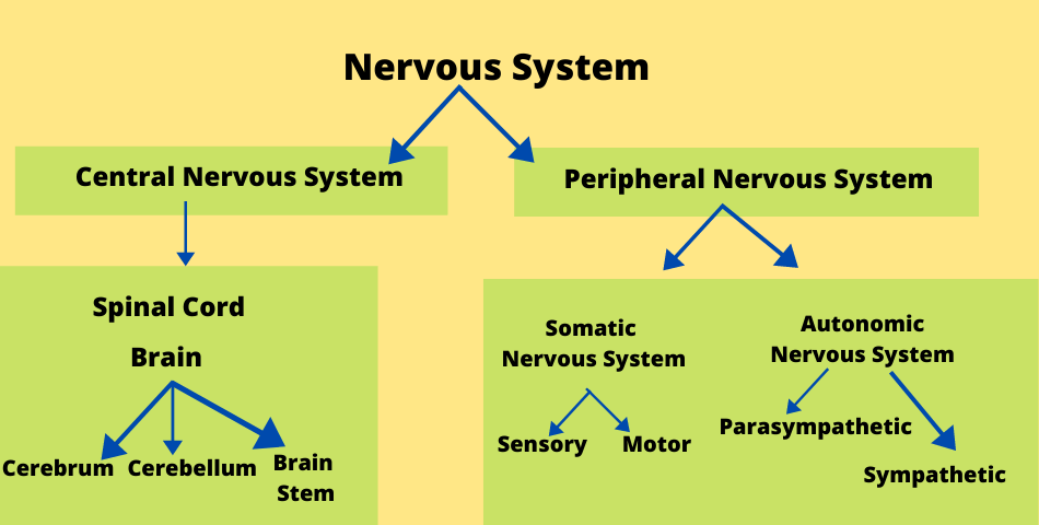the_nervous_system