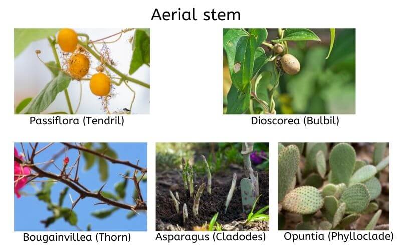 plant_stem