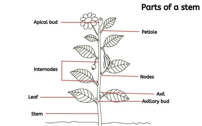 plant_stem