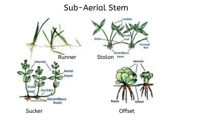 plant_stem