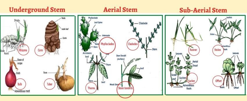 plant_stem