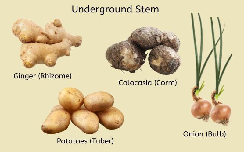 plant_stem