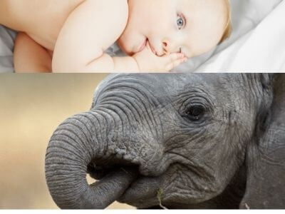 weird animal facts