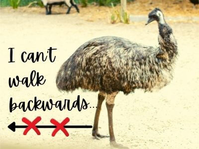 weird animal facts