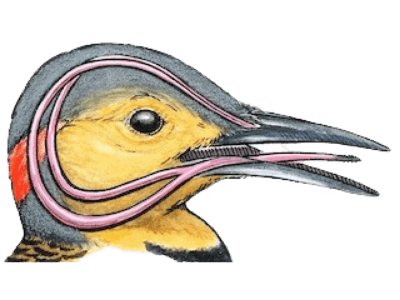 weird animal facts