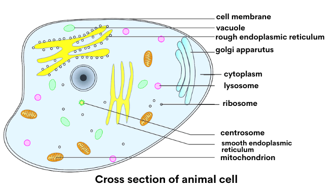 animal_cell_diagram