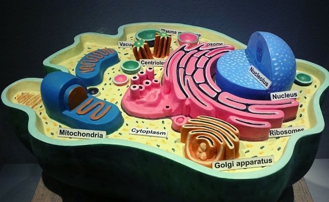 animal_cell_diagram