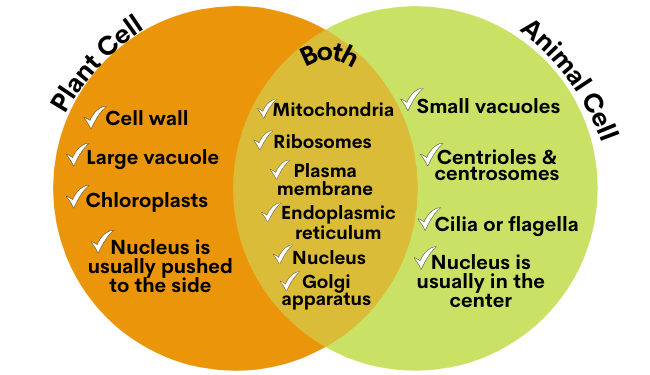animal_cell_diagram