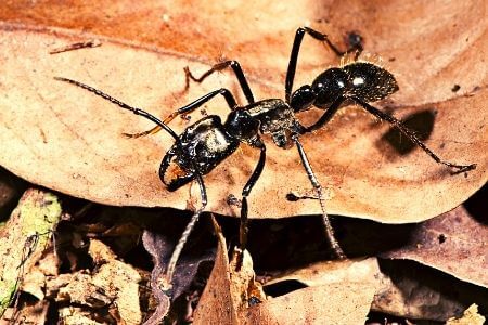 biggest_ant