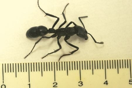 biggest_ant