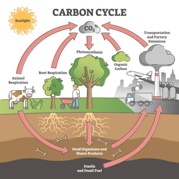 fossil_fuels