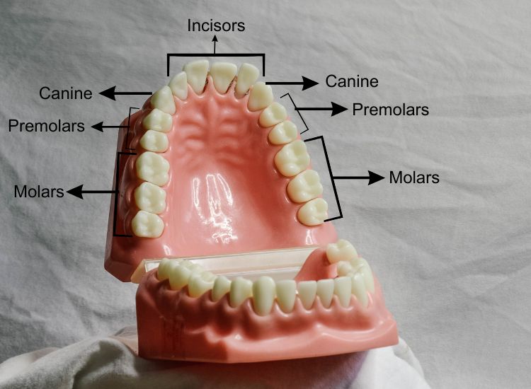 human teeth