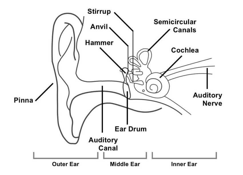 human ear